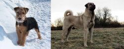 Welsh Terrier vs Kangal Dog - Breed Comparison