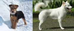 Welsh Terrier vs Kintamani - Breed Comparison