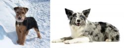 Welsh Terrier vs Koolie - Breed Comparison