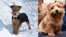 Welsh Terrier vs Norfolk Terrier - Breed Comparison
