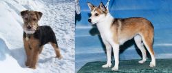 Welsh Terrier vs Norwegian Lundehund - Breed Comparison