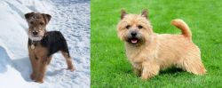 Welsh Terrier vs Nova Scotia Duck-Tolling Retriever - Breed Comparison
