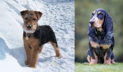 Welsh Terrier vs Petit Bleu de Gascogne - Breed Comparison