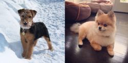 Welsh Terrier vs Pomeranian - Breed Comparison