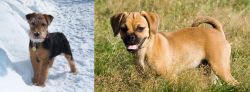 Welsh Terrier vs Puggle - Breed Comparison