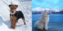 Welsh Terrier vs Samoyed - Breed Comparison