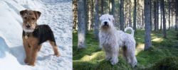 Welsh Terrier vs Soft-Coated Wheaten Terrier - Breed Comparison
