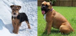 Welsh Terrier vs Valley Bulldog - Breed Comparison