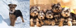 Welsh Terrier vs Yorkshire Terrier - Breed Comparison