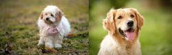 West Highland White Terrier vs Golden Retriever - Breed Comparison