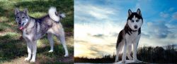 West Siberian Laika vs Alaskan Husky - Breed Comparison