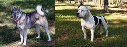 West Siberian Laika vs American Bulldog - Breed Comparison