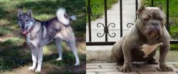 West Siberian Laika vs American Bully - Breed Comparison
