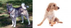 West Siberian Laika vs Basset Fauve de Bretagne - Breed Comparison