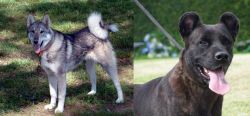 West Siberian Laika vs Cao Fila de Sao Miguel - Breed Comparison