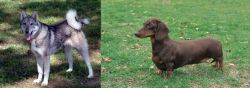 West Siberian Laika vs Dachshund - Breed Comparison