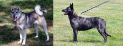 West Siberian Laika vs Dutch Shepherd - Breed Comparison