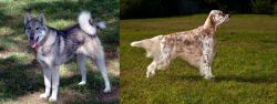 West Siberian Laika vs English Setter - Breed Comparison