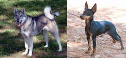 West Siberian Laika vs English Toy Terrier (Black & Tan) - Breed Comparison