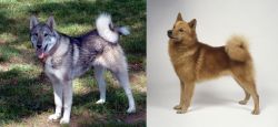 West Siberian Laika vs Finnish Spitz - Breed Comparison