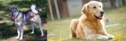 West Siberian Laika vs Goldador - Breed Comparison