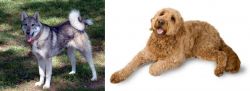 West Siberian Laika vs Golden Doodle - Breed Comparison