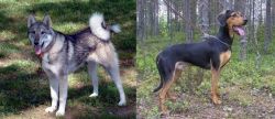 West Siberian Laika vs Greek Harehound - Breed Comparison