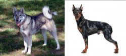 West Siberian Laika vs Harlequin Pinscher - Breed Comparison