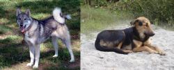 West Siberian Laika vs Indian Pariah Dog - Breed Comparison