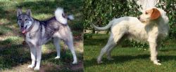 West Siberian Laika vs Istarski Ostrodlaki Gonic - Breed Comparison