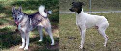 West Siberian Laika vs Japanese Terrier - Breed Comparison
