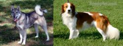 West Siberian Laika vs Kooikerhondje - Breed Comparison