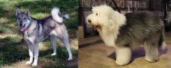 West Siberian Laika vs Old English Sheepdog - Breed Comparison