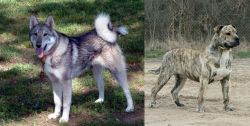 West Siberian Laika vs Perro de Presa Mallorquin - Breed Comparison