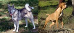 West Siberian Laika vs Portuguese Pointer - Breed Comparison