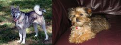 West Siberian Laika vs Shorkie - Breed Comparison
