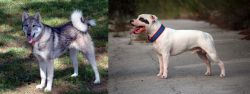 West Siberian Laika vs Staffordshire Bull Terrier - Breed Comparison
