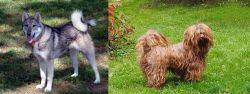 West Siberian Laika vs Tsvetnaya Bolonka - Breed Comparison