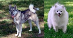 West Siberian Laika vs Volpino Italiano - Breed Comparison