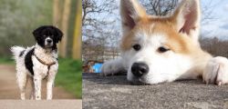 Wetterhoun vs Akita - Breed Comparison