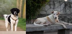 Wetterhoun vs Askal - Breed Comparison