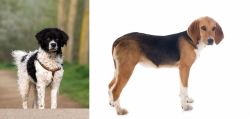Wetterhoun vs Beagle-Harrier - Breed Comparison