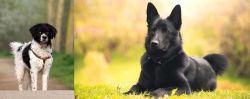 Wetterhoun vs Black Norwegian Elkhound - Breed Comparison