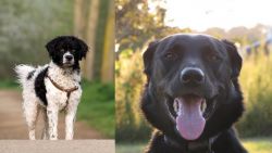 Wetterhoun vs Borador - Breed Comparison