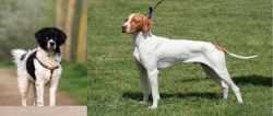 Wetterhoun vs Braque Saint-Germain - Breed Comparison