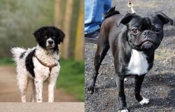 Wetterhoun vs Bugg - Breed Comparison