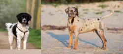 Wetterhoun vs Catahoula Cur - Breed Comparison