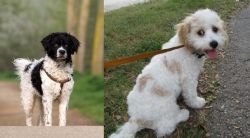 Wetterhoun vs Cavachon - Breed Comparison