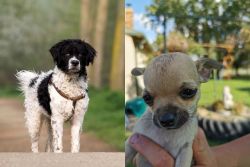 Wetterhoun vs Chihuahua - Breed Comparison