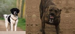 Wetterhoun vs Dogo Sardesco - Breed Comparison